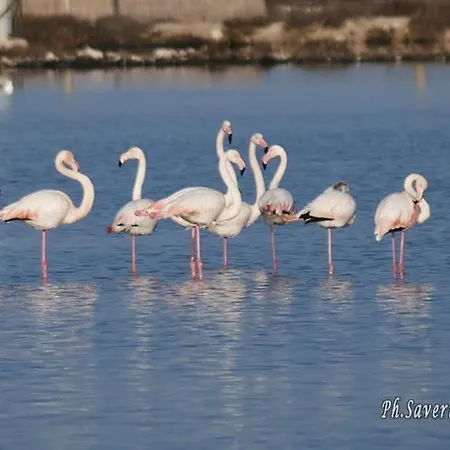 Stella Marina Πανσιόν Manfredonia